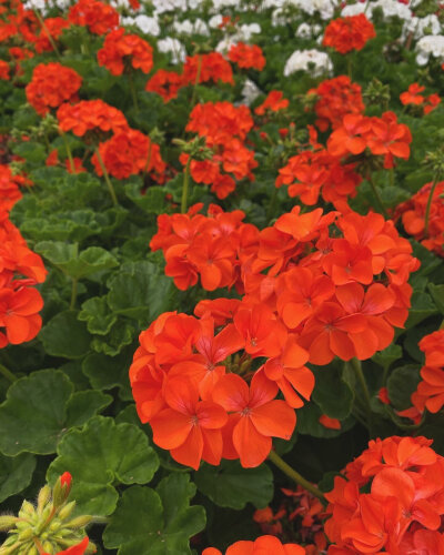 Geranium - Bulls Eye Mix